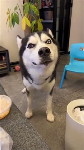 When Your Husky Has Feelings Too