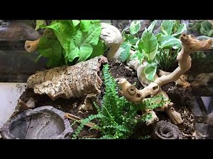 How to setup a bioactive terrarium for a Ball Python