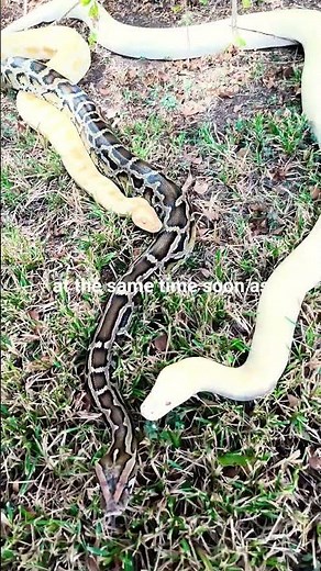 Burmese pythons #reptiles #venomouscreatures