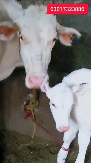 First timer jersey friesian cow | Pakpattan Animals Tv