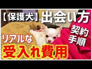 【保護犬 受け入れ費用／契約手順】 動物愛護団体から来たチワワのハイド編