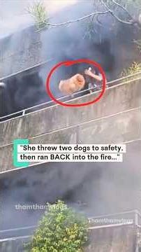 She threw two dogs to safety, then ran BACK into the fire... #dogs #fire #hero #philippines #pets
