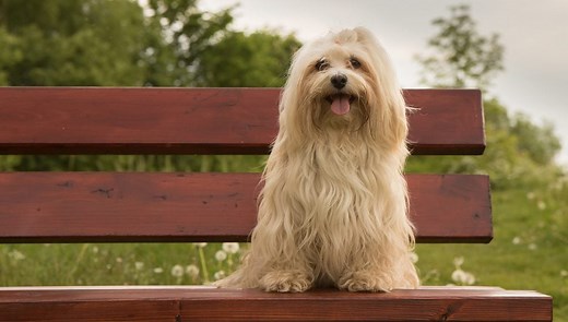 Top 15 Medium & Small Dog Breeds That Don’t Shed Or Bark