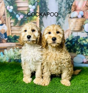 Cockapoo Puppies for Sale Manchester & Liverpool, UK | Licensed Breeder