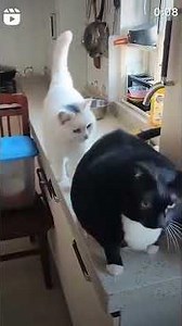 Cat vs. Human: The Ultimate Challenge #funny #pets