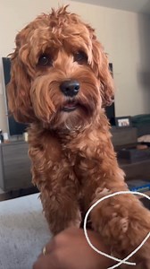 Other than just to be adorable, have you ever wondered why your dog puts their paw on you? We decoded that for you. | The Farmer's Dog