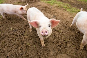 Pigs, Hogs & Boars: Facts About Swine