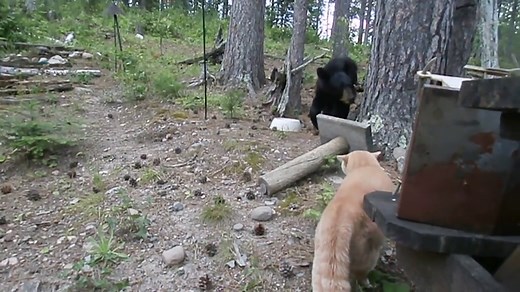 Domestic cat chases bear up a tree in Colorado