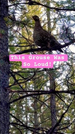 Wild Grouse Encounter While Fly Fishing!