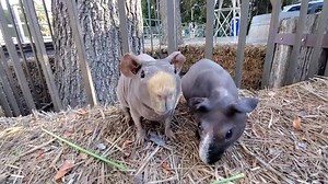 Special needs adoption alert, senior brothers Petey and Adrianno | Saskia at the Los Angeles Guinea Pig Rescue