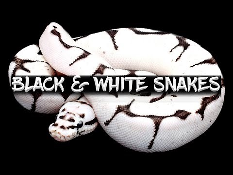 10 Ways to Make a Black and White Ball Python