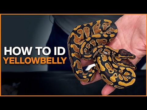 How to Identify Yellowbelly in Ball Pythons!