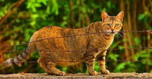 Cat Pregnancy Stages: Pregnant Cat Week-by-Week Timeline (With Pictures)