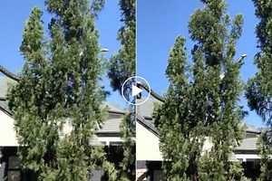 Watch: 16-Foot Python Slithers Across House Roof in Unreal Footage