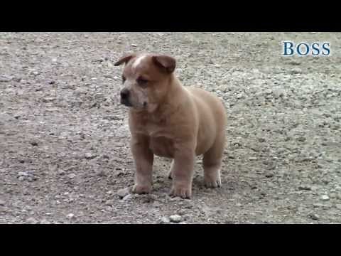 Boss-AKC Working Australian Cattle Dog Puppy