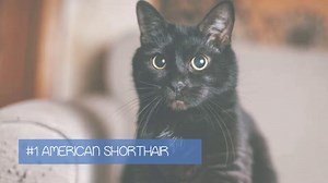 Black Cat with Blue Eyes: Do They Really Exist?