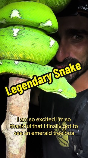 Discovering the Emerald Tree Boa: A Dream Come True