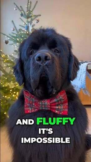 Newfoundlands — More Than Just Big Dogs