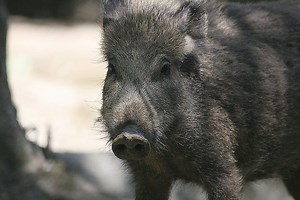 Wild Boar