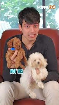 Cavapoo or Poodle? The Ultimate Dog Breed Comparison #poodle #cavapoopuppy #puppy #pets #shortsvideo