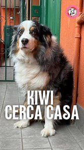 237K views · 3.5K reactions | **RINUNCIA DI PROPRIETÀ - KIWI CERCA...
