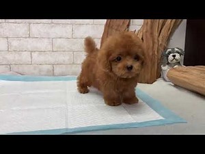 Teacup Poodle - Nano