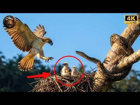 Philippine Eagle Fights to Defend Its Nest from a Reticulated Python | Wild Realms