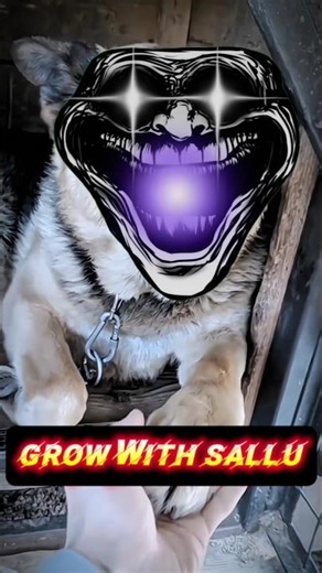 Angriest Dogs in the world