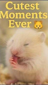 “Cutest Baby Hamster Moments Ever 🐹💛 | Tiny World You’ll Fall In Love With”