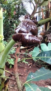 826K views · 10K reactions | 3 Step to rooting mango plant in short | Grafting Examples | Facebook