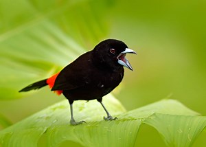 Bird Call Identifier: Identify Birds By "Seeing" Their Songs and Calls | JustBirding