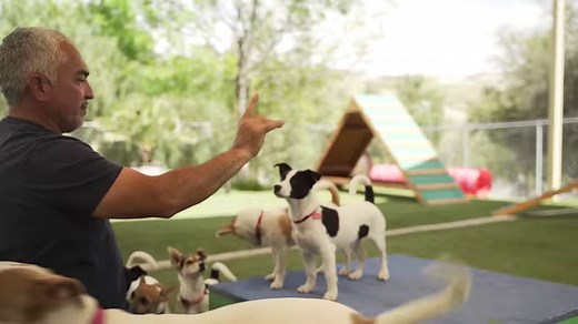 237K views · 7.1K reactions | In this new Youtube video, I teach you the THREE MOST IMPORTANT things to teach your puppy. 1. Point of Reference 2. How To Walk Your Dog 3. How To Introduce the Crate FULL LINK HERE: https://youtu.be/ugan8JlyPho | Cesar Millan | Facebook