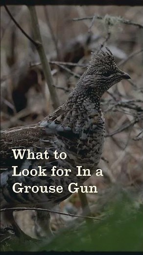 Ruffed Grouse Hunting: A Complete Guide