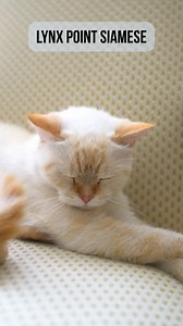 Lynx Point Siamese Lynx point Siamese cats have tabby patterning on their face, tail, and legs. Breeders mixed Siamese cats with brown and silver tabby American Shorthair cats to get this unique color. https://www.thehappycatsite.com/lynx-point-siamese/ | Happy Cats