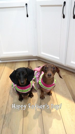 Celebrate Father's Day with MoonPie and Buttercup