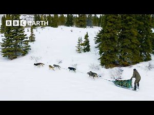 Learning to Command Sled Dogs | Snow Dogs: Into the Wild | BBC Earth