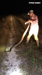 104K views · 890 reactions | This python didn't stand a chance | Python Cowboy Hunts | Facebook