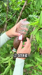 복숭아 나무 복사하기