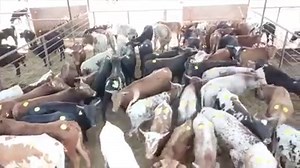 ROPING CATTLE SALE Sept 27th & 28th Hamilton, TX The Hamilton Commission Company has proven to be the #1 market for quality Corriente & Sport Cattle. We are gearing up for our upcoming ROPING CATTLE SALE that will be here at the end of September. If you have top end Corrientes that you're looking to sell, if you're trying to find a set of replacement cows or if you're shopping for something to swing a rope at, keep us in mind! Call with any questions or to consign. We look forward to hearing fro