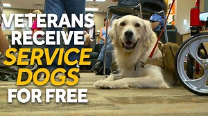 102K views · 21 reactions | For veterans with PTSD and mobility issues, these dogs mean the world. | WYFF News 4 | Facebook