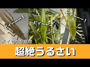 クビキリギスを飼うとこうなる【イヤホン厳禁】