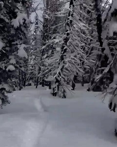 1.7K views · 61 reactions | A lovely, fluffy tree run yesterday at Big Sky Resort. ⁣ Today, Lone Mountain will play host to legendary conditions, with up to three feet of new snow expected by the end of the weekend! Go get some⁣! | Explore Big Sky | Facebook