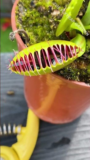 How Many Flies Can a Venus Flytrap Eat?