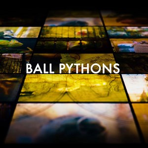 46 reactions · 16 shares | Fact: 100,000 ball pythons are being exported out of Africa each year and most of them end up in the exotic pet trade  Unfortunately, these popular reptiles don’t enjoy life in captivity. Our houses are no home for a ball python. Look out for the full documentary coming March 25. | World Animal Protection Canada | Facebook