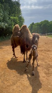 Cotswold Wildlife Park and Gardens on Reels | Facebook