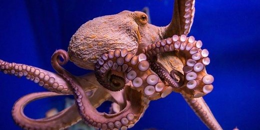 Smartest Animals In The World: 15 Most Intelligent Ranked✔️