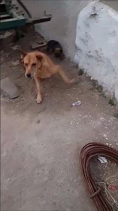 Village Dog Growls… What’s Happening?! 😳🐕🔥