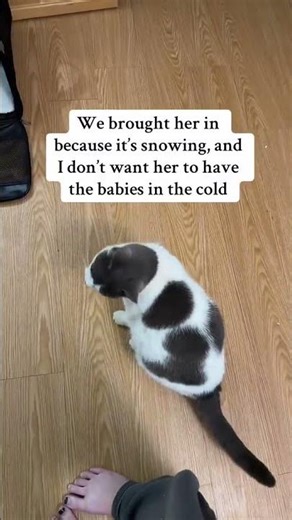 #feralcat #adoptstrays #rescuecat #straycat @emwebb579