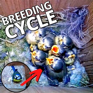 69M views · 625K reactions | Tiny bird’s incredible breeding cycle 讀 From nest formation to first flight  | Nest Box Live | Facebook