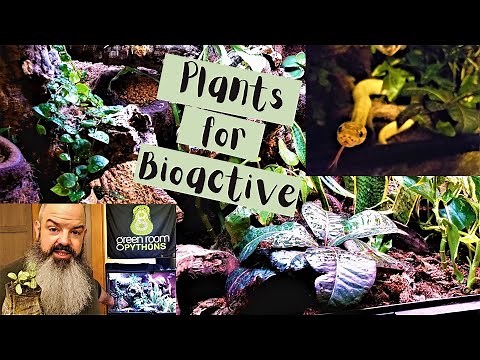 Best Plants for Bioactive Ball Python Setup